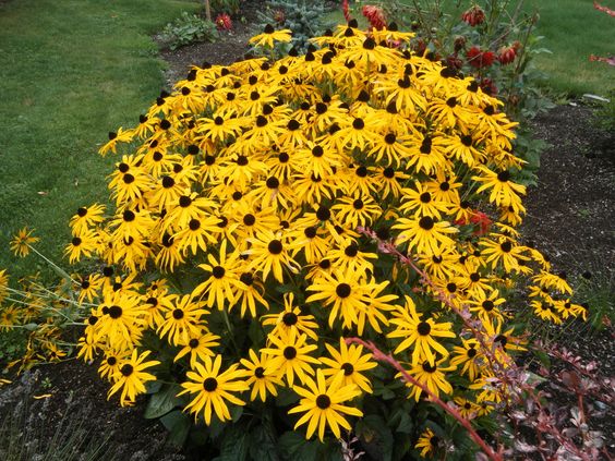 Rudbeckia Fulgida Goldsturm- рудбекия многогодишна (1156)
